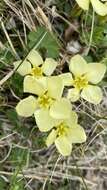 Image of Gentiana verna subsp. oschtenica (Kuzn.) J. J. Halda