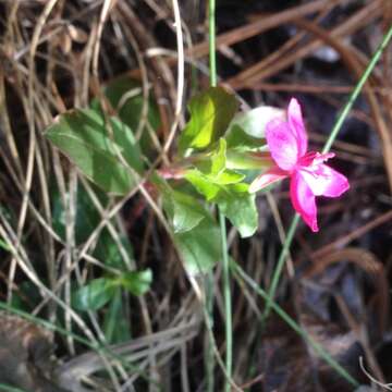 Image of Oenothera deserticola (Loes.) Munz