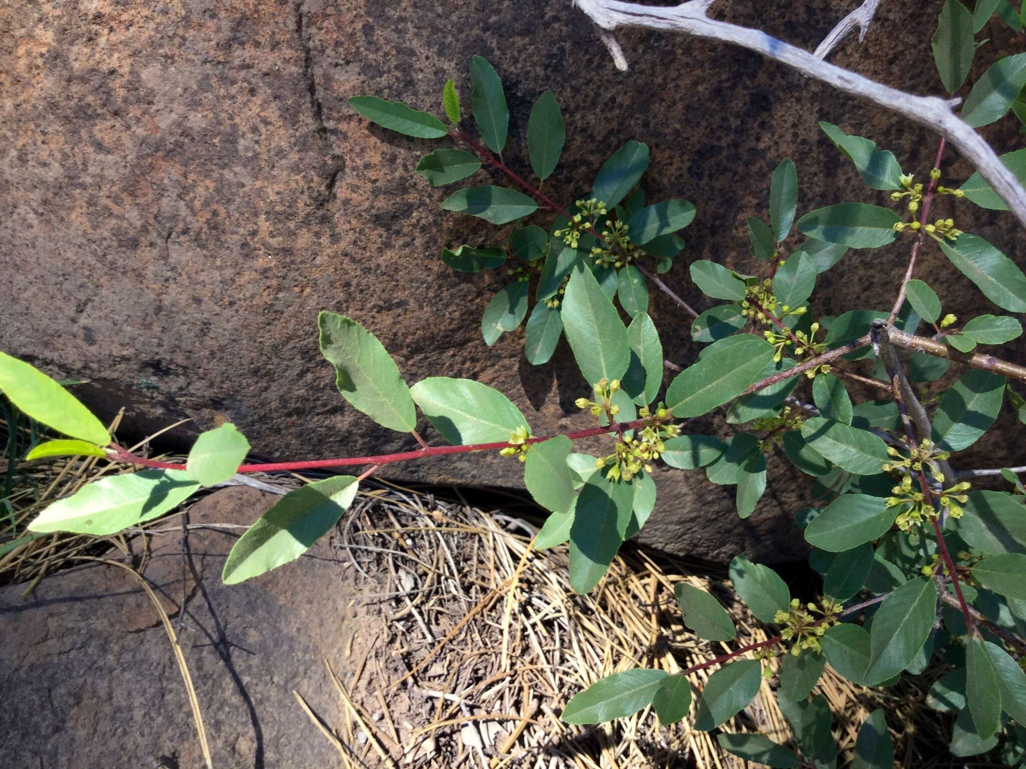 Image de Frangula rubra (Greene) Grubov