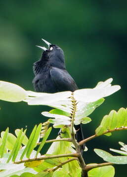 Image of Pale-eyed Blackbird