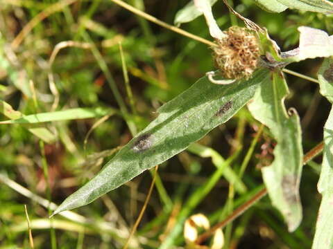 Image of singleflower knapweed