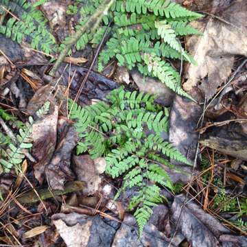 Image of marginal woodfern