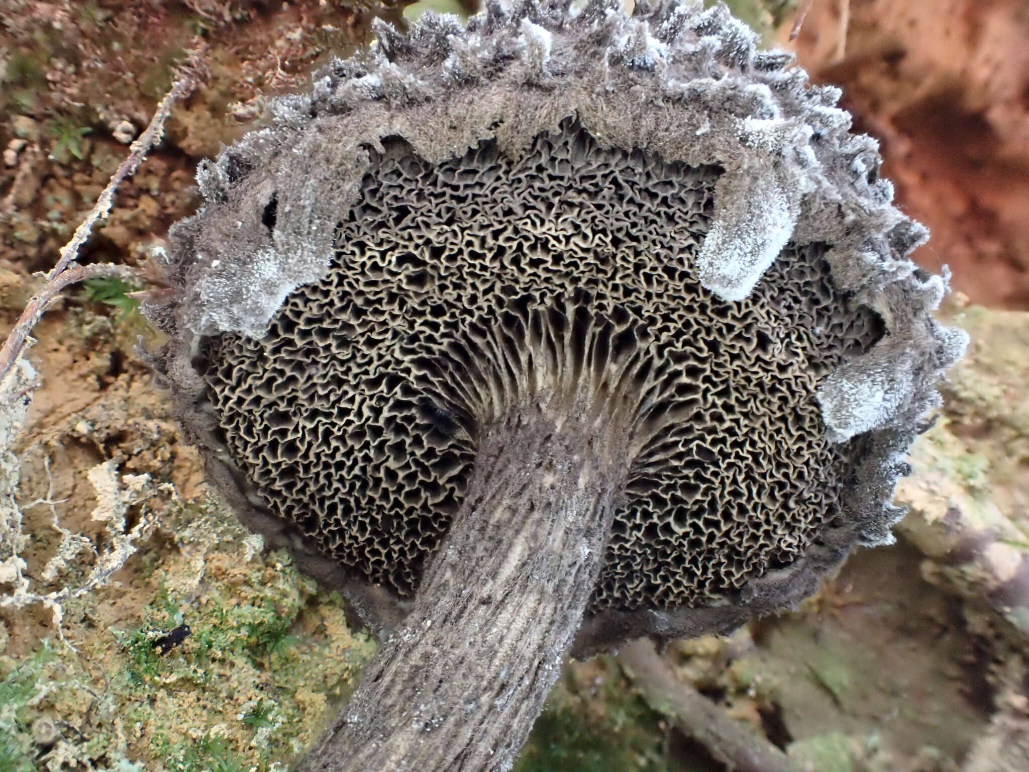 Image of Strobilomyces confusus Singer 1945