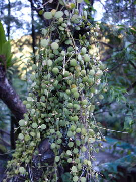 Image of Dischidia formosana Maxim.