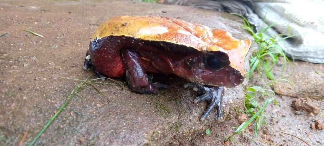 Image of African giant toad