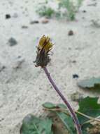 Sivun Taraxacum serotinum (Waldst. & Kit.) Poir. kuva