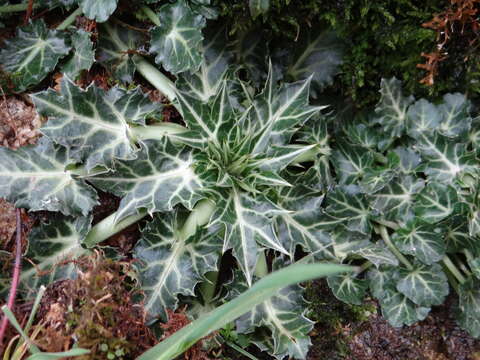 Imagem de Eryngium variifolium Coss.