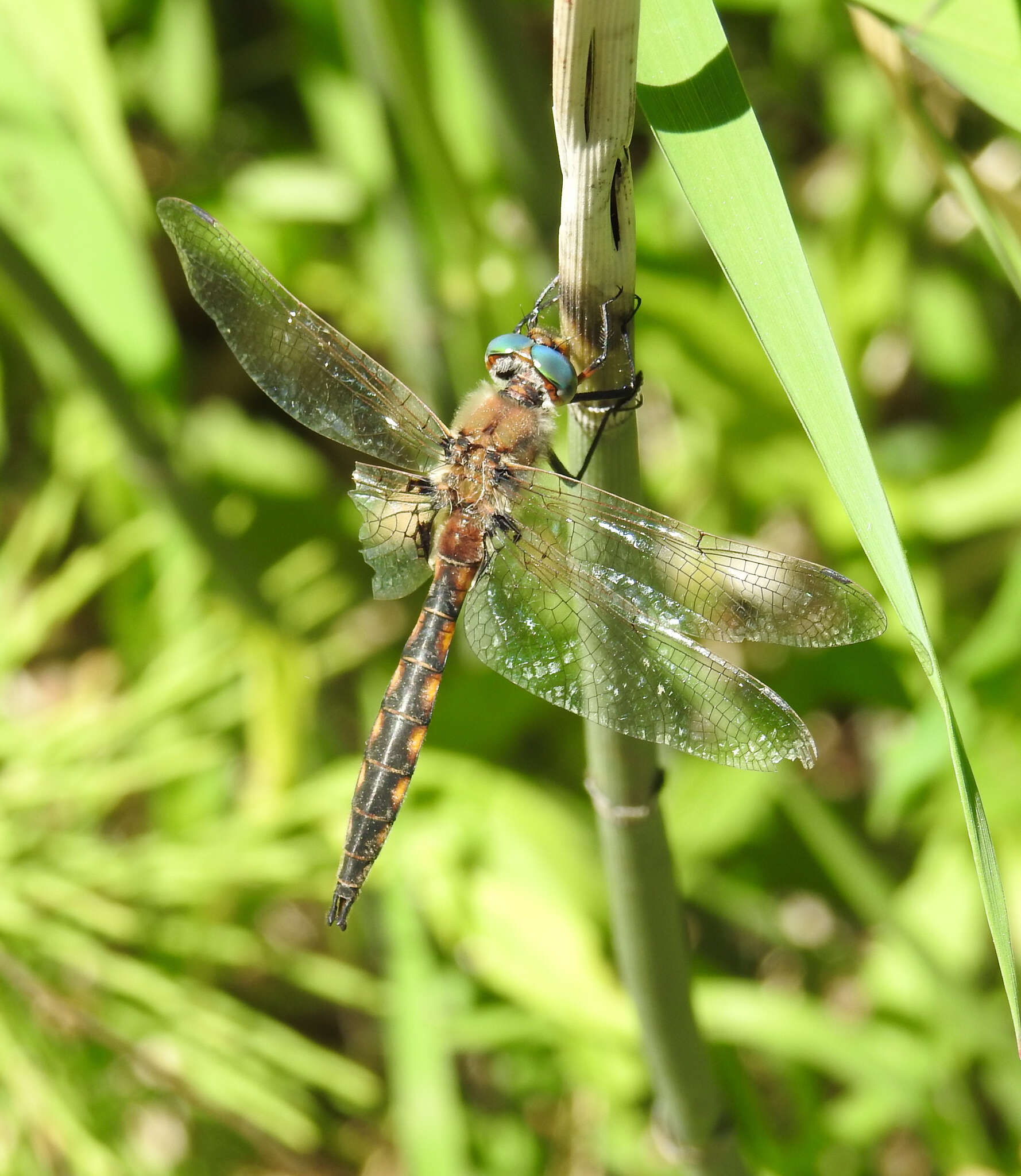 Image of Beaverpond Baskettail