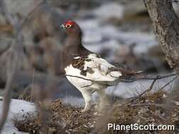 Image of Willow Grouse and Red Grouse