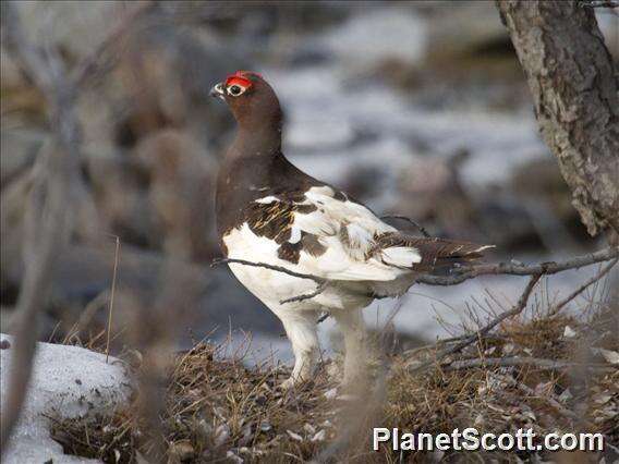 Image of Willow Grouse and Red Grouse