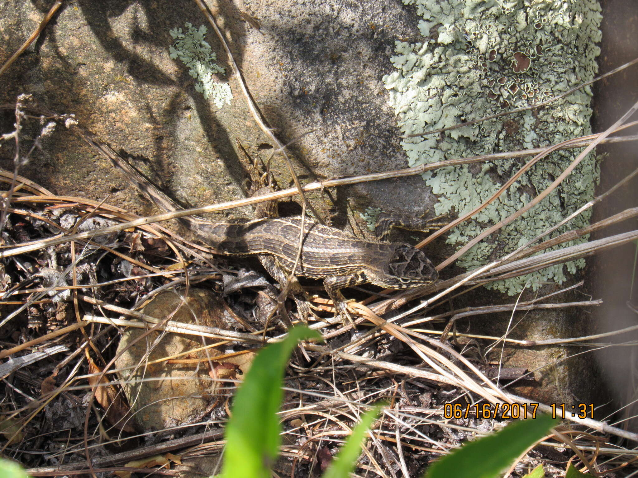 Image of Bunchgrass Lizard