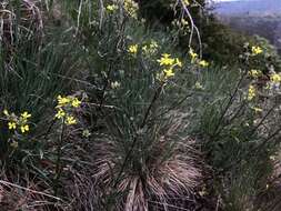 Image of Erysimum crepidifolium Rchb.