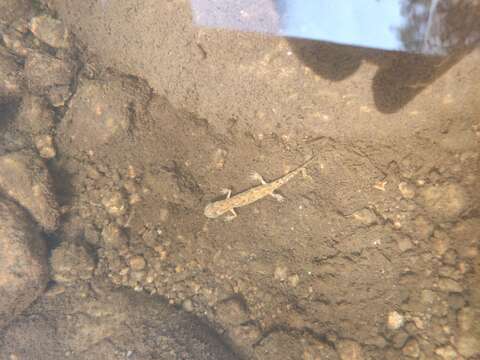 Image of Sardinian Brook Salamander