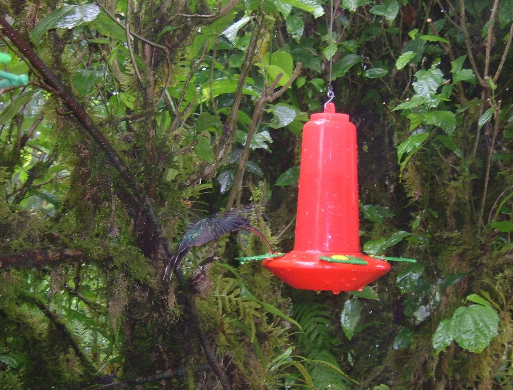 Image of Green Hermit