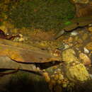 Image of Western Ghat loach