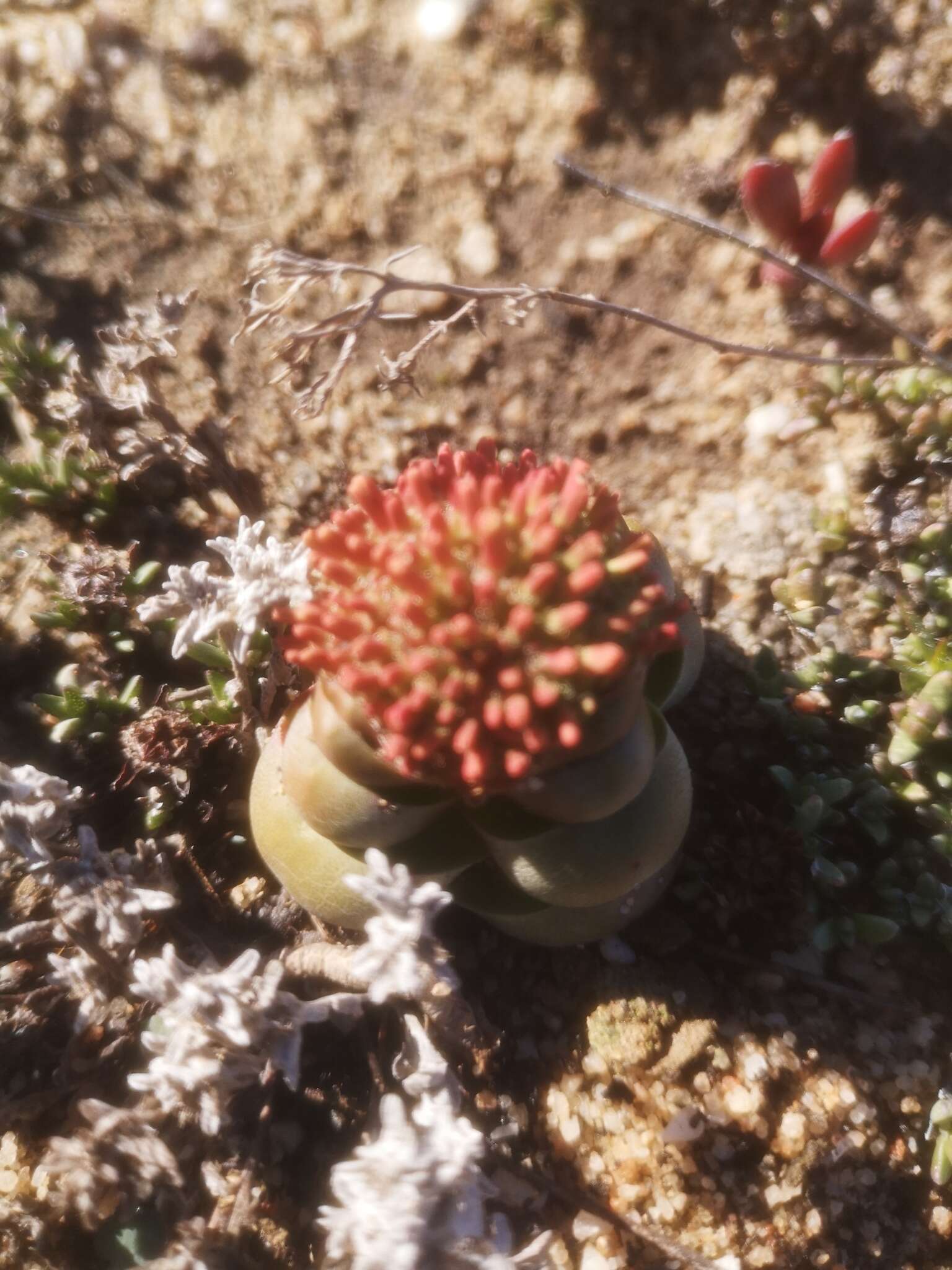 Слика од Crassula columnaris Thunb.