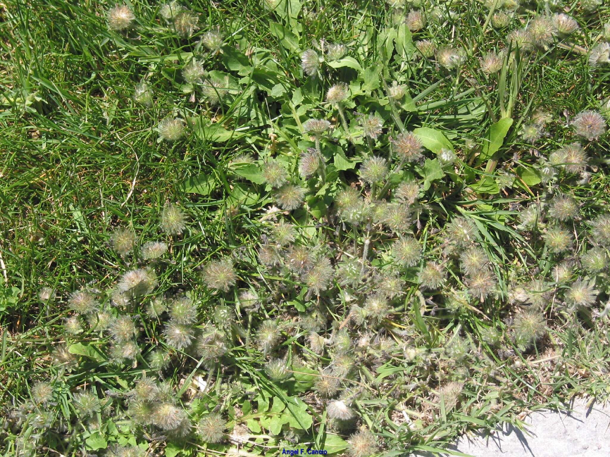 Image of southern clover