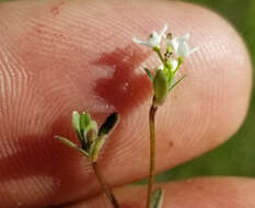 Galium labradoricum (Wiegand) Wiegand resmi