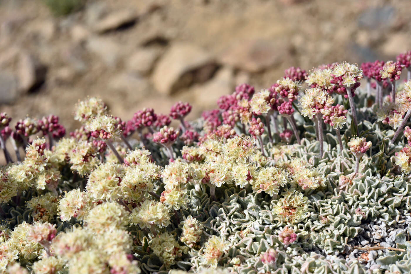 Image of cushion buckwheat