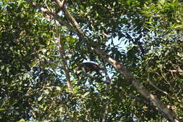 Image of Red Titi Monkey