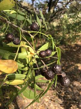 Image of wingleaf soapberry