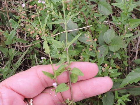 Image of South American Skullcap