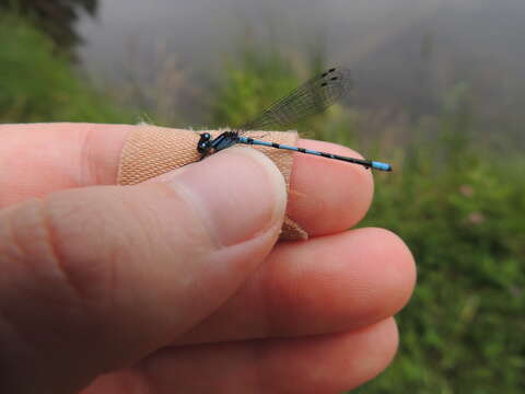 Image of Marsh Bluet