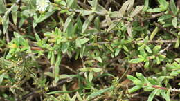 Image of Delosperma uitenhagense L. Bol.