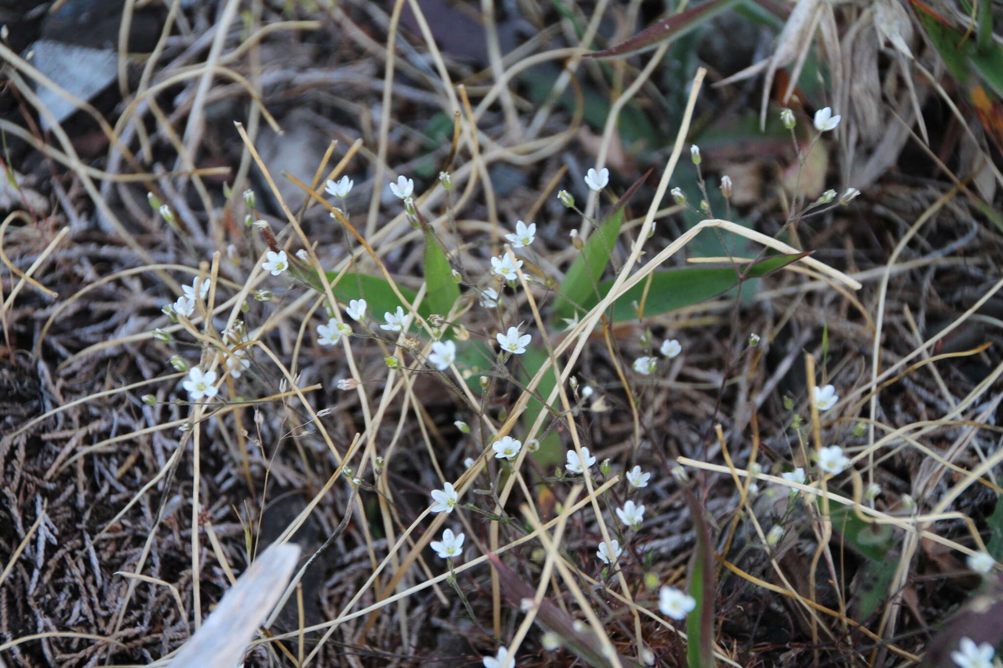 Image de Sabulina macra (A. Nelson & J. F. Macbr.) Dillenb. & Kadereit