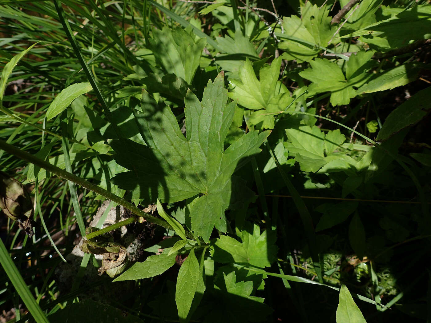 Image of Allegheny brookfoam