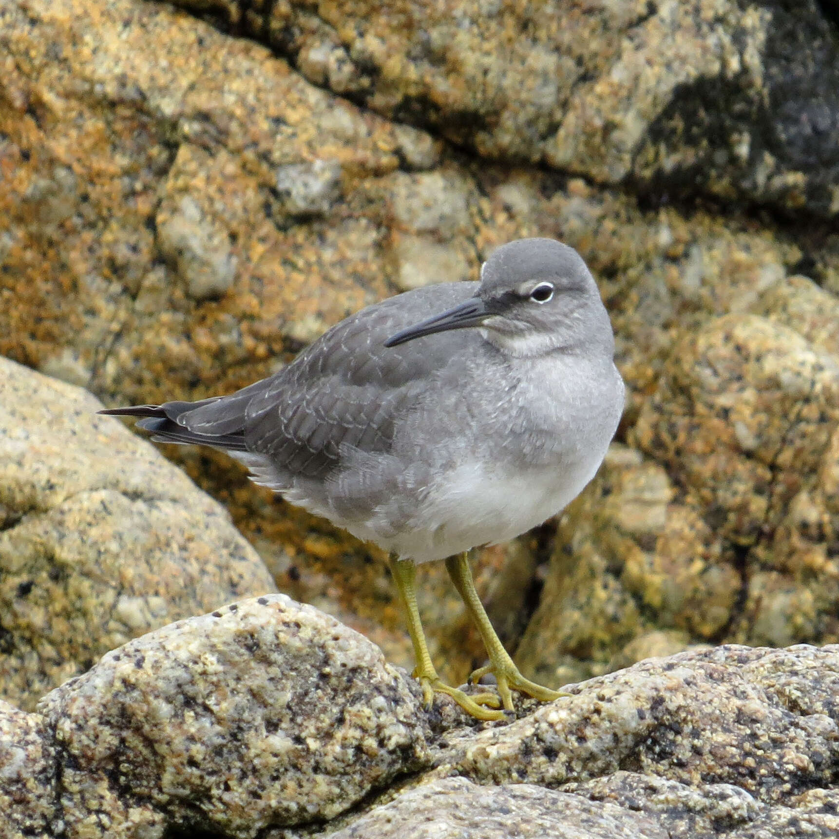 Image of Wandering (Alaskan) Tattler