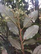 Слика од Pomaderris elliptica Labill.