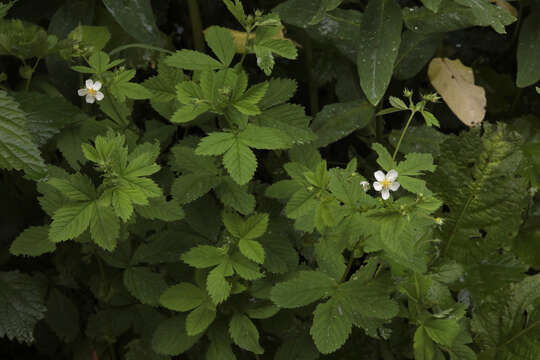 Image of Potentilla elatior Willd. ex Schltdl.