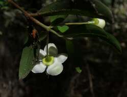 Image of Pilidiostigma rhytisperma (F. Müll.) Burret