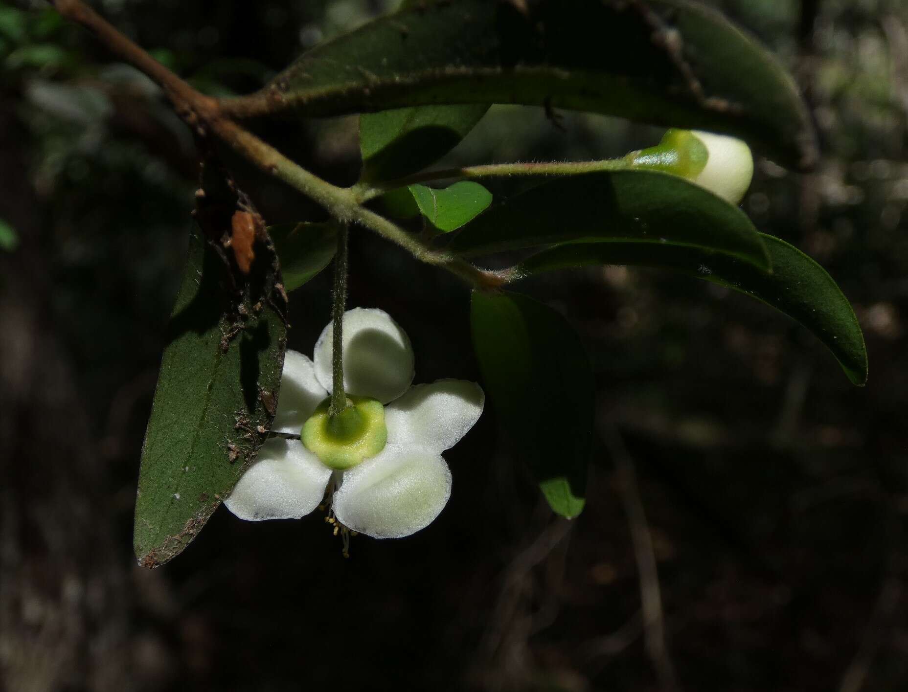 Image of Pilidiostigma rhytisperma (F. Müll.) Burret