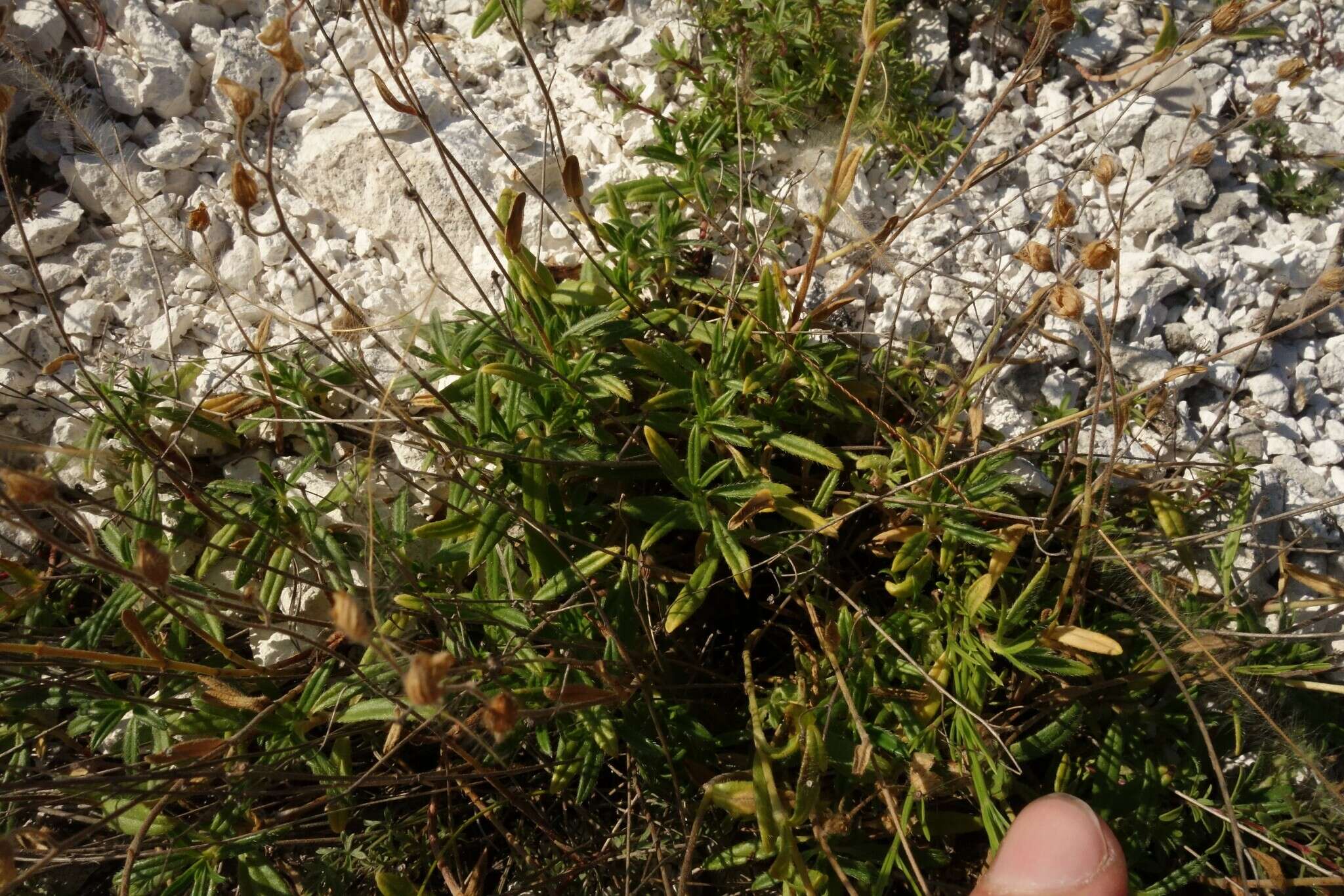 Image of Helianthemum rupifragum A. Kerner