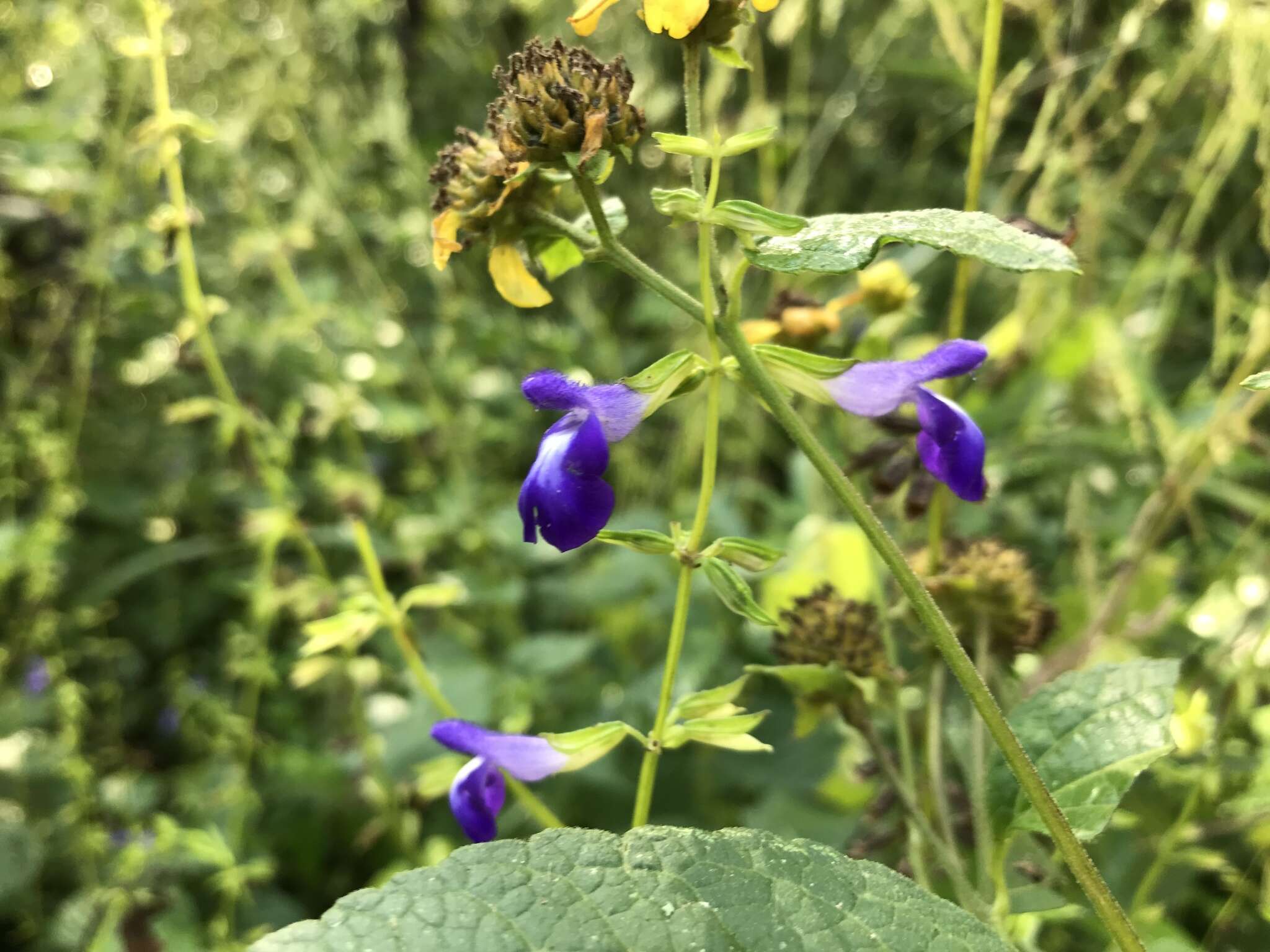 Imagem de Salvia caudata Epling