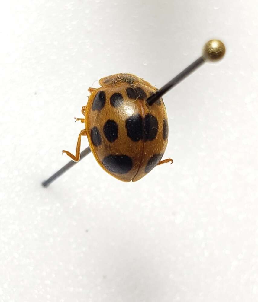 Image of Squash Lady Beetle