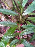 Image of Pauridiantha paucinervis (Hiern) Bremek.