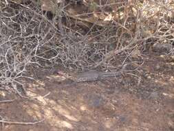 Image of Tenerife Lizard