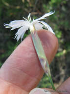 Image of Dianthus mooiensis F. N. Williams