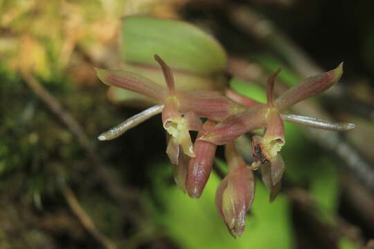 Image of Epidendrum jajense Rchb. fil.