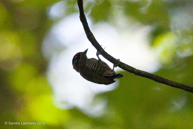 Imagem de picapauzinho-barrado