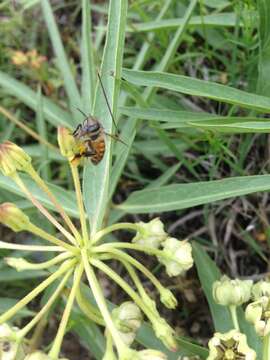 Image of spider milkweed