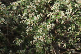 Image of Cryptandra parvifolia (Hook.) Hook. fil.