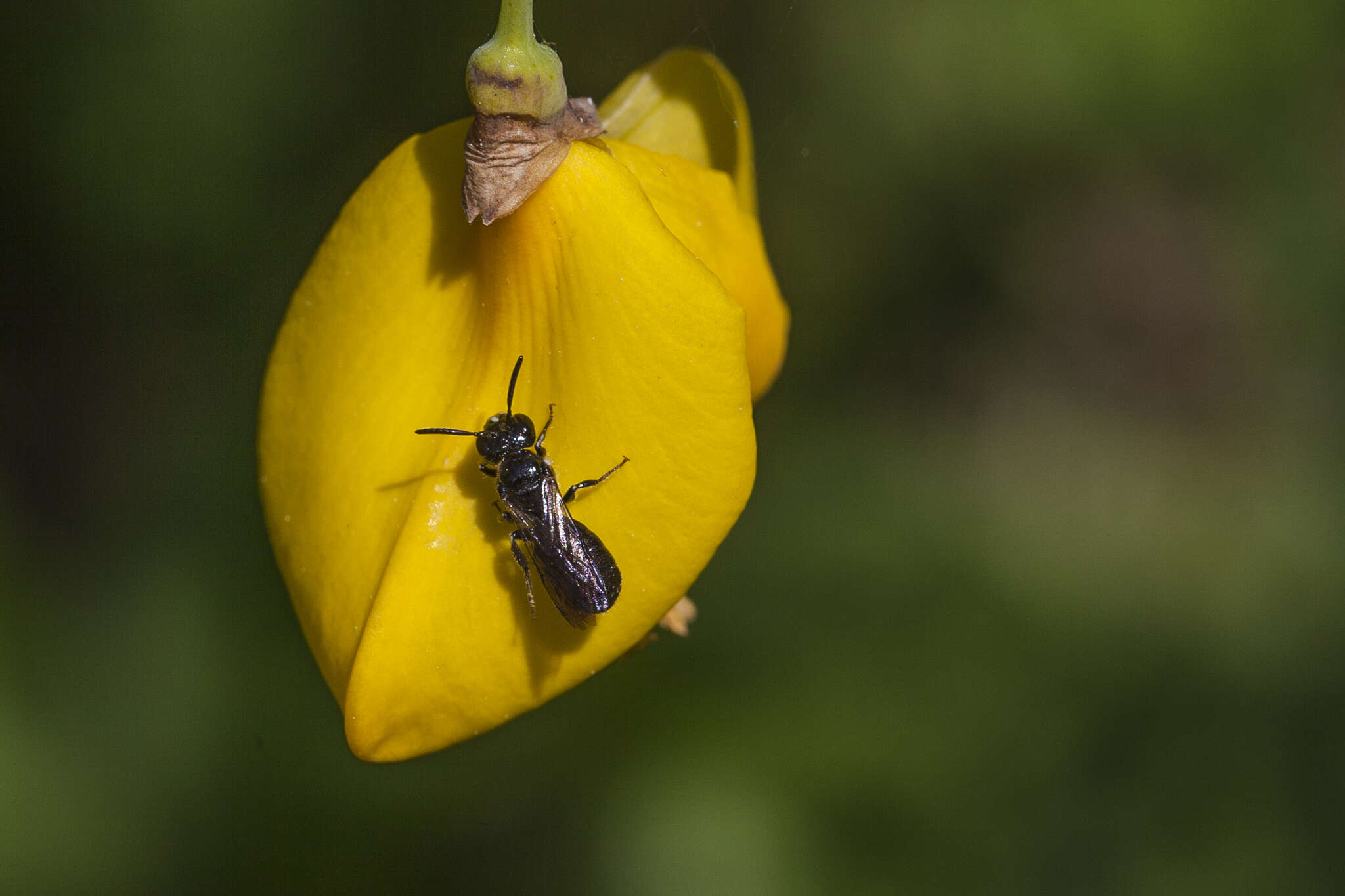 Ceratina cucurbitina (Rossi 1792)的圖片