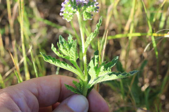 Image of Heliotropium nicotianifolium Poir.