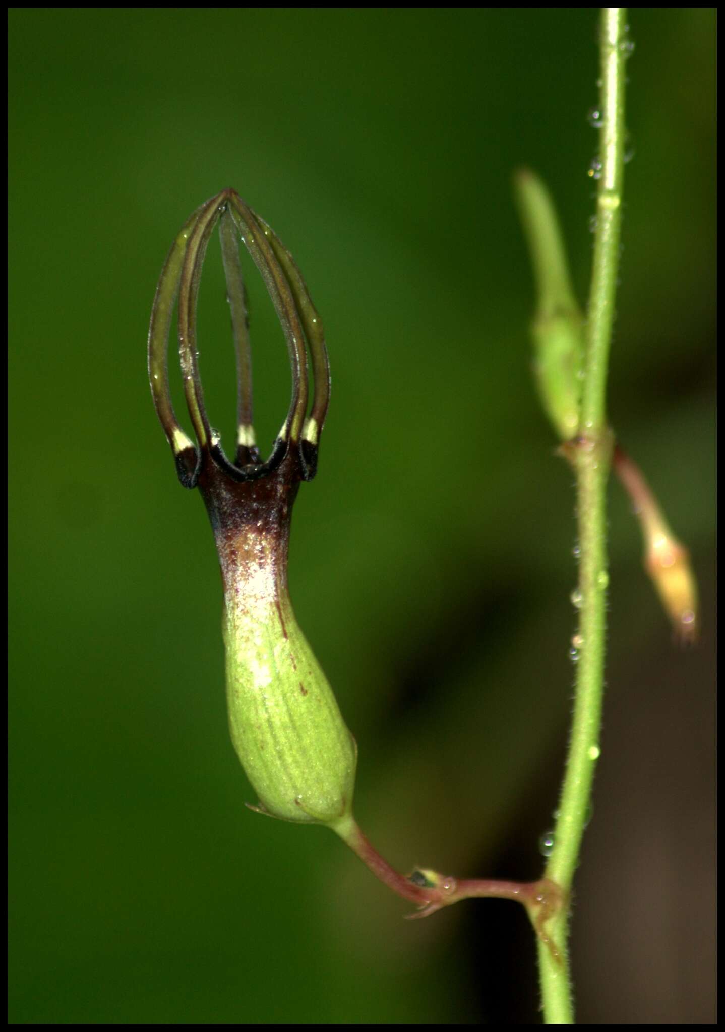 Sivun Ceropegia noorjahaniae M. A. Ansari kuva