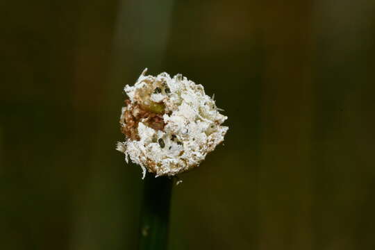 Image de Eriocaulon buergerianum Körn.