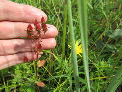 Image of Hypericum attenuatum Fisch. ex Choisy